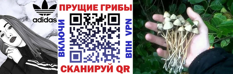 магазин    Буинск  Псилоцибиновые грибы прущие грибы 